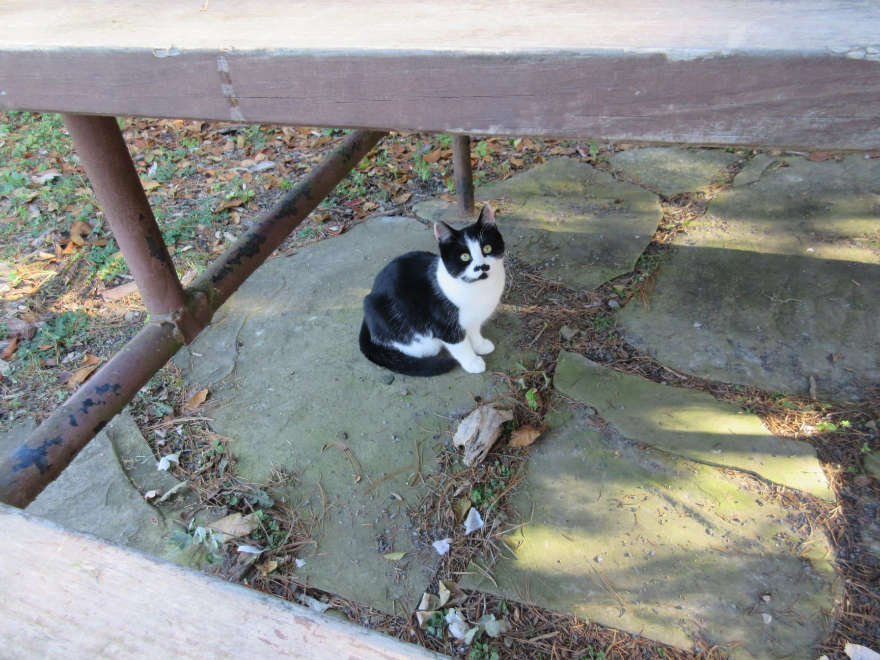 charlie looking through picnic